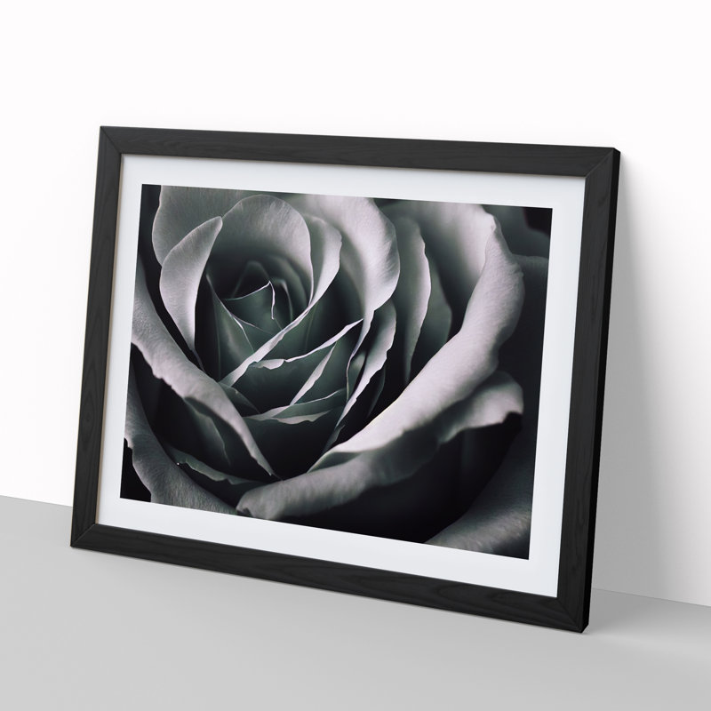 Striking Rose Flower - Single Picture Frame Print, Black, 46cm H x 64cm W x 2cm D