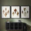 Sowerby Shells IV - Impression sur mesure encadrée de qualité supérieure - 3 pièces-618010926-618010924