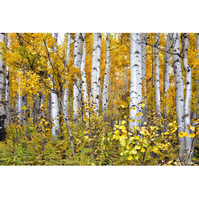 Yellow Woods IV - Wrapped Canvas Painting