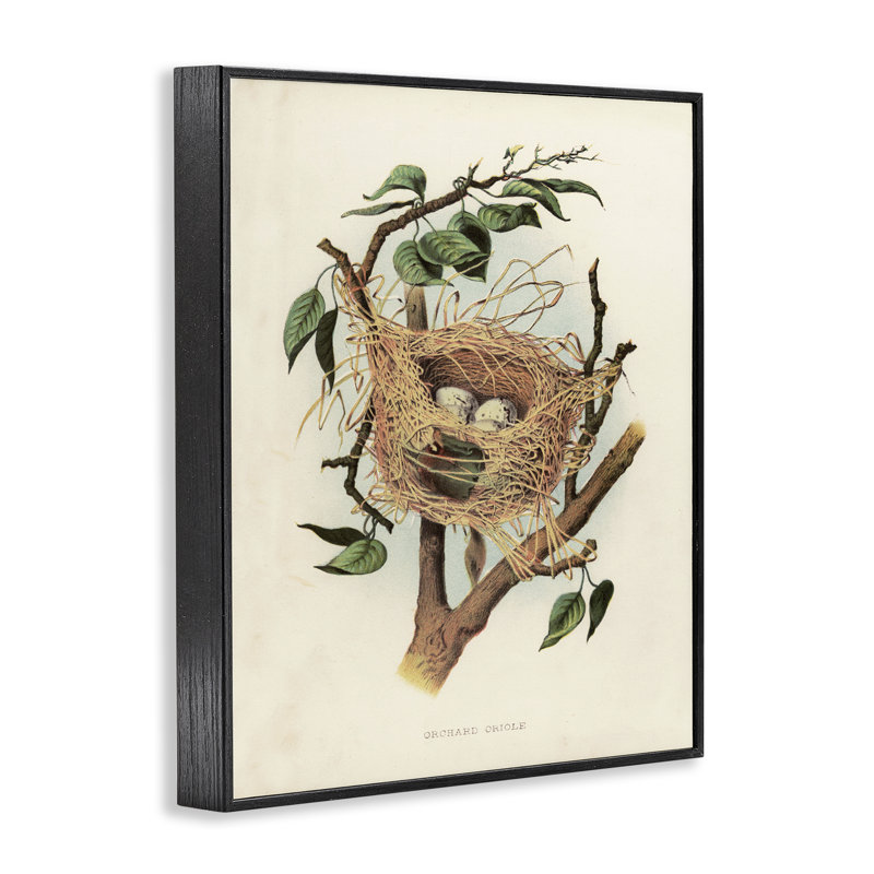 Œufs dans un oiseau, étude par estampe numérique par Tina Higgins Designs, Inc., Giclée encadrée noir minuit