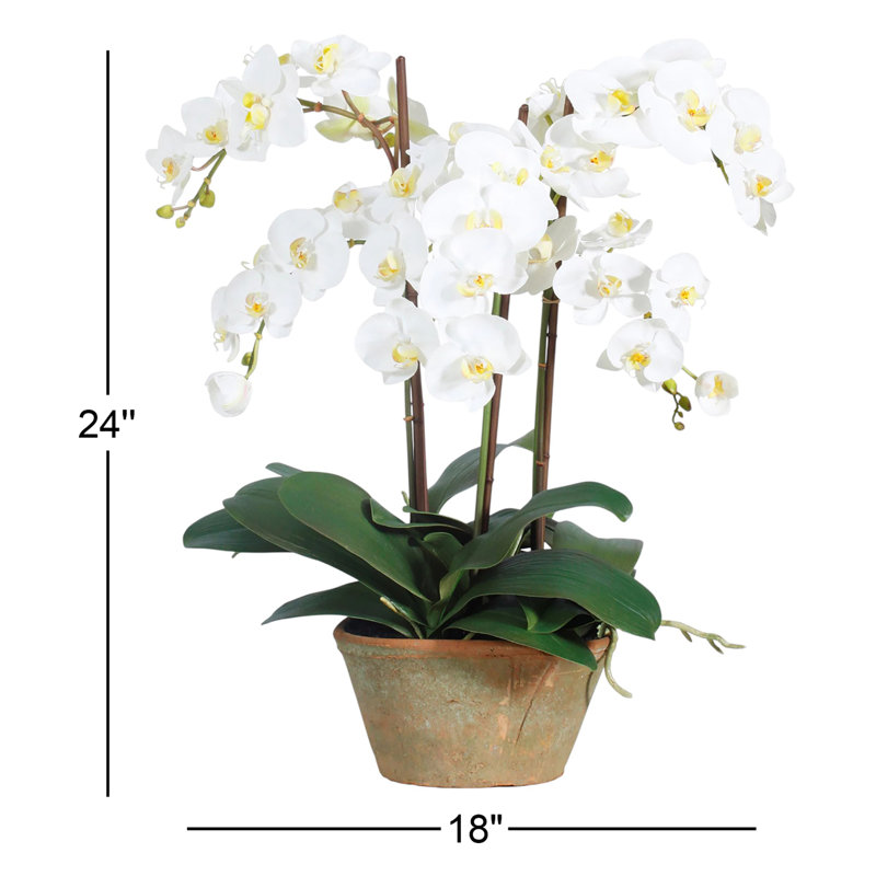 PHALAENOPSIS POTTED PLANTER
