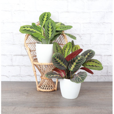 Live Prayer Plant Set in Classic Pots