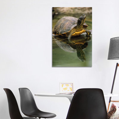 Yellow-Bellied Slider Turtle, Portrait, In Water, North America by Gerry Ellis - Wrapped Canvas Print