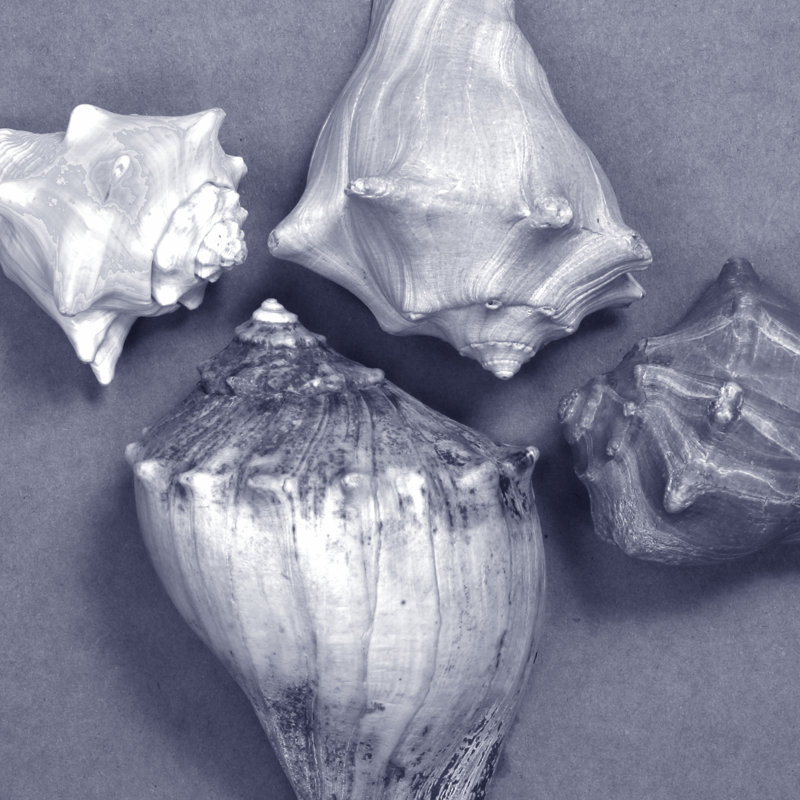 Shell Convergence VI, 30cm H x 30cm W