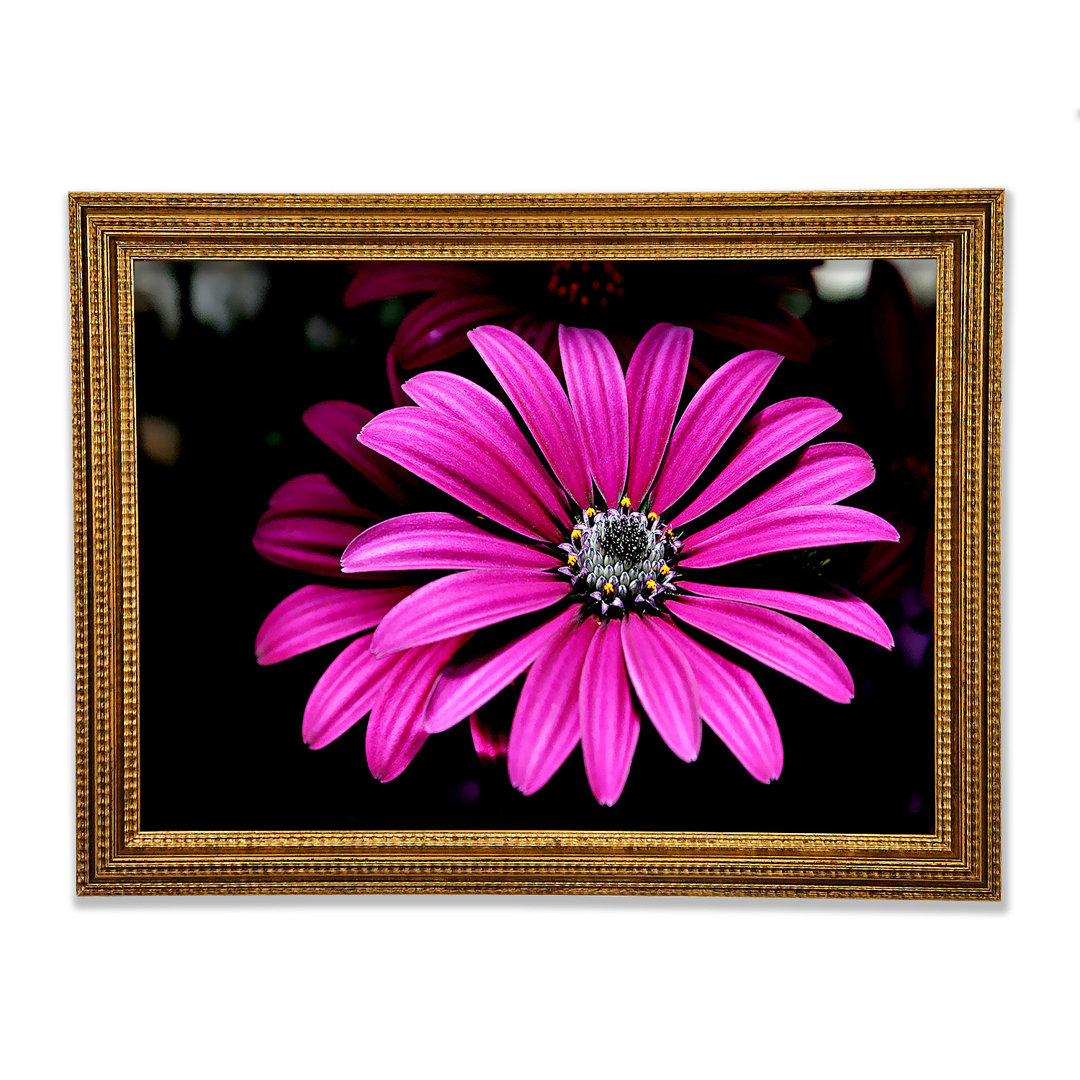 Cerise Daisy Petals - Druck