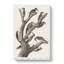 Woodpeckers by John Audubon - Wrapped Canvas-55320079