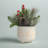 Christmas Decorative Accent