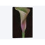 Calla Lily I, reproduction sur toile-32497714-72119266-72119272