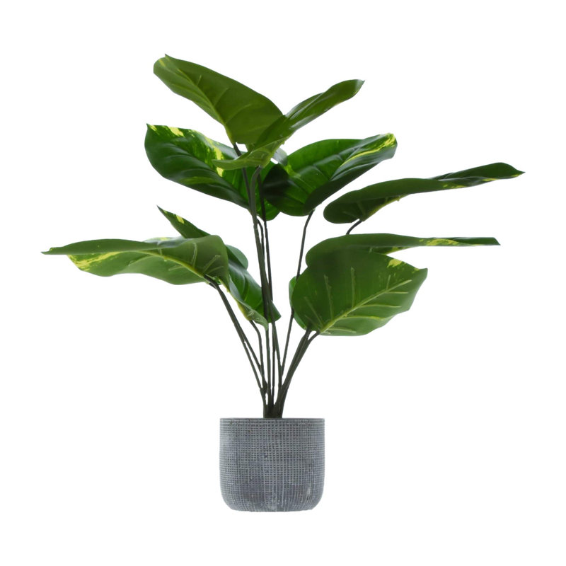 57cm Faux Dracaena Plant in Cement Pot