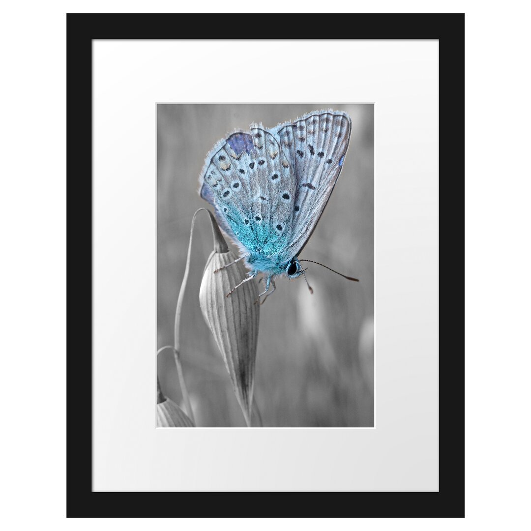 Gerahmtes Poster Wunderschöner blauer Schmetterling