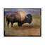« bison portrait montagnes », reproduction d’impression sur toile tendue-33538072