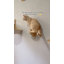 Ensemble de 4 tablettes murales pour chats et lune