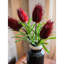 Tige de integrifolia pins-667237696-667237697