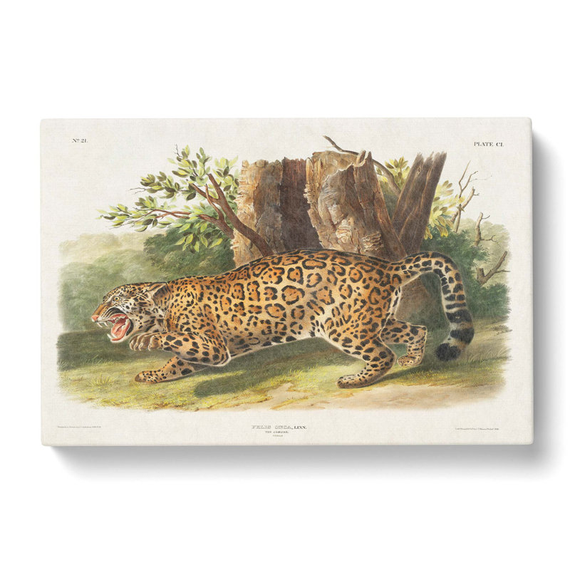 Jaguar by J.W. Audubon - Wrapped Canvas, 50cm H x 76cm W x 3cm D