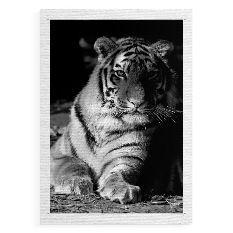 Tiger Repose -Canvas Print Only - NOT FRAMED, 18" H x 12" W