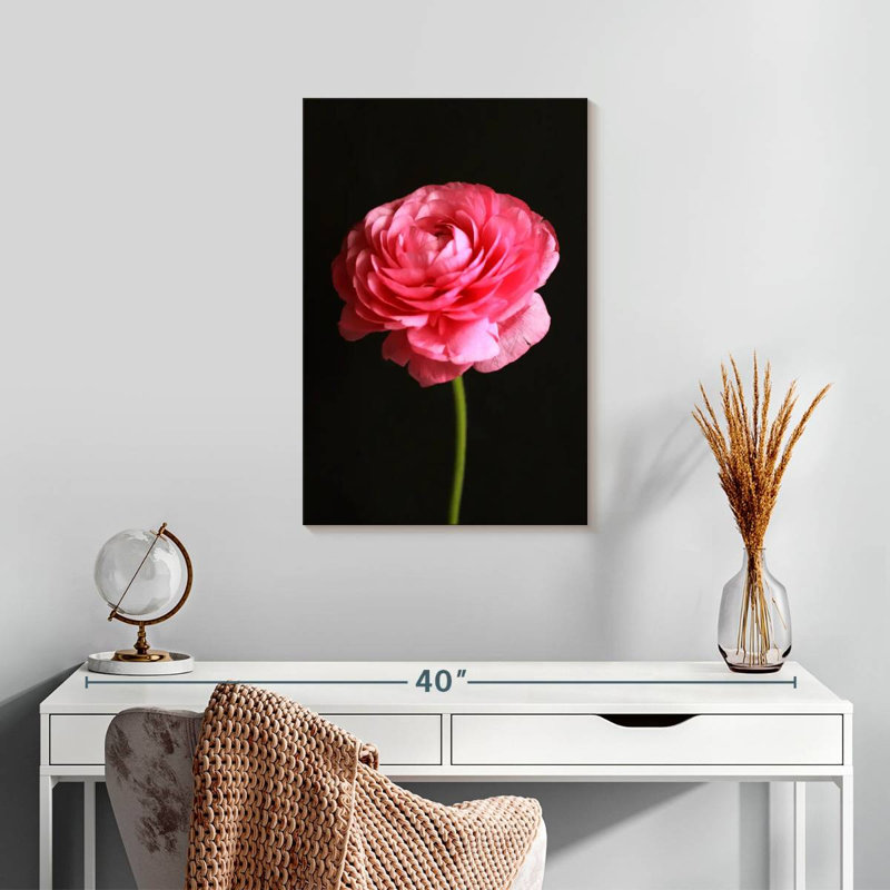 Harnek Fluffy Pink Ranunculus, 24" H x 16" W