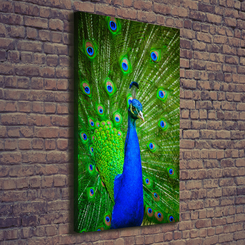 Peacock - Wrapped Canvas Print
