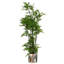 150cm Plant-2028658790