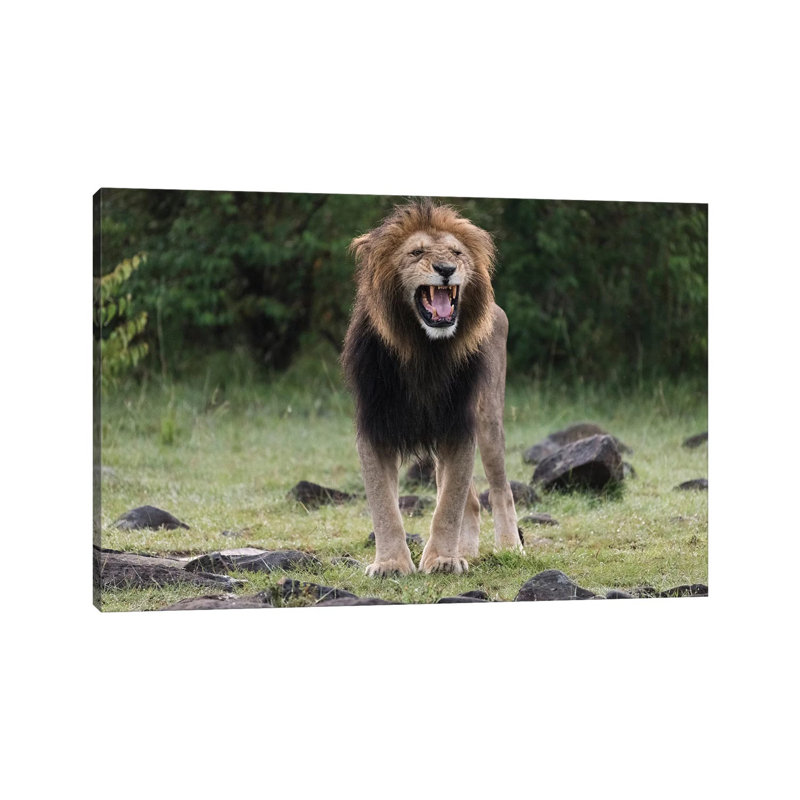 Africa, Kenya, Maasai Mara National Reserve by Jaynes Gallery - Wrapped Canvas Print, 66.04cm H x 101.6cm W x 1.905cm D