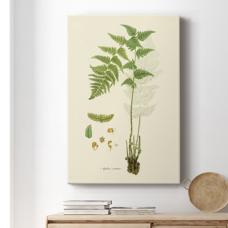 Curtis Ferns I - peinture sur toile tendue, H 36 po x l 24 po x P 1 po