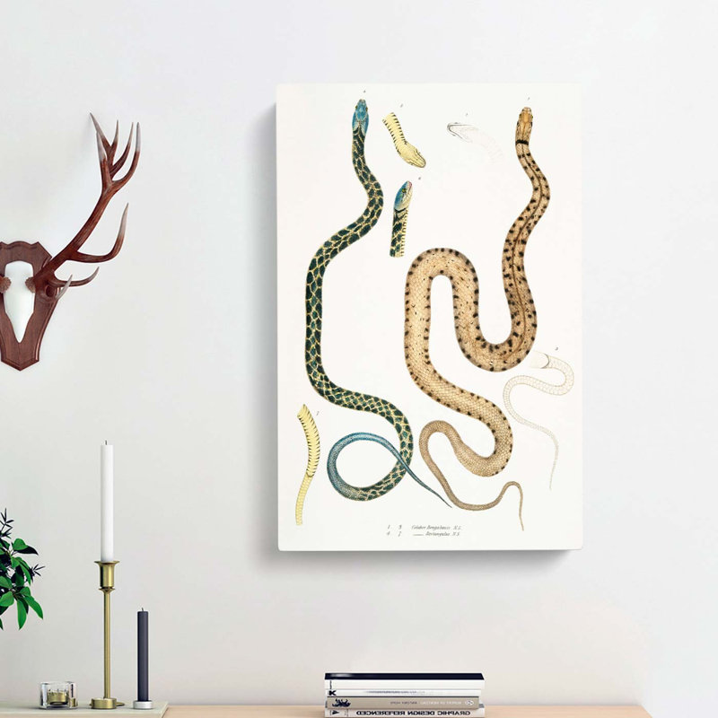 Snake Illustrations by John Edward Gray - Wrapped Canvas Painting, 60cm H x 40cm W x 3cm D