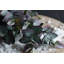 Branche d'eucalyptus