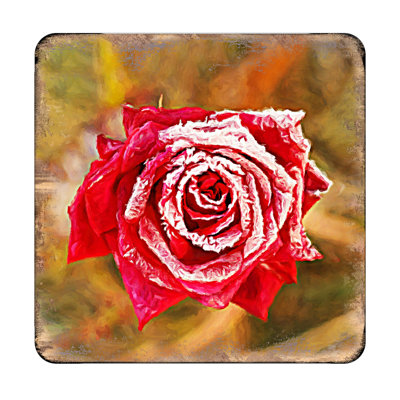 Wood Square 4 Piece Coaster Set