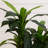 Dracaena Silk Plant