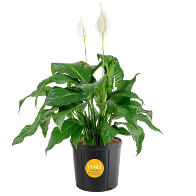 Peace Lily in Nursery Pot