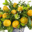 Lemon Arrangement In White Blue Ceramic Pot