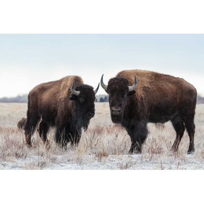 " Wild Bison " by Gary Gray