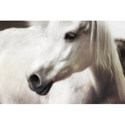 White Horse - Wrapped Canvas Print