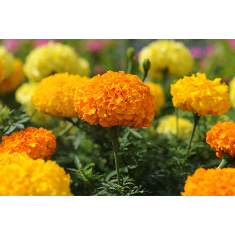 Fleurs de souci - Photographie sur toile tendue, H 20 po x l 30 po