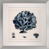 Blue Coral I Print