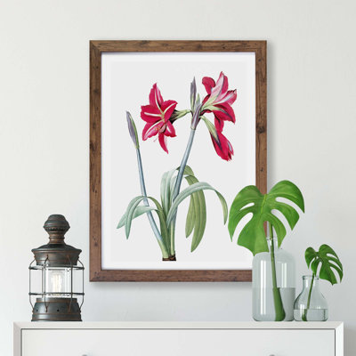 Brazilian Amaryllis Flowers - Framed Print
