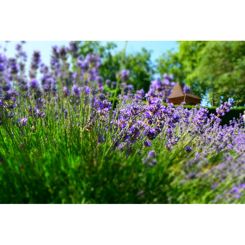 Lavender Field In Summer by Hazel Kot - Wrapped Canvas Print, 30cm H x 46cm W