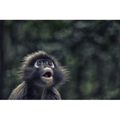 Spectacled Leaf Monkey by Mof