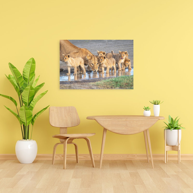 Thirsty Lioness And Cubs Contemporary Cat Lion Nature Wildlife Wall Art Print, 60.96cm H x 91.44cm W