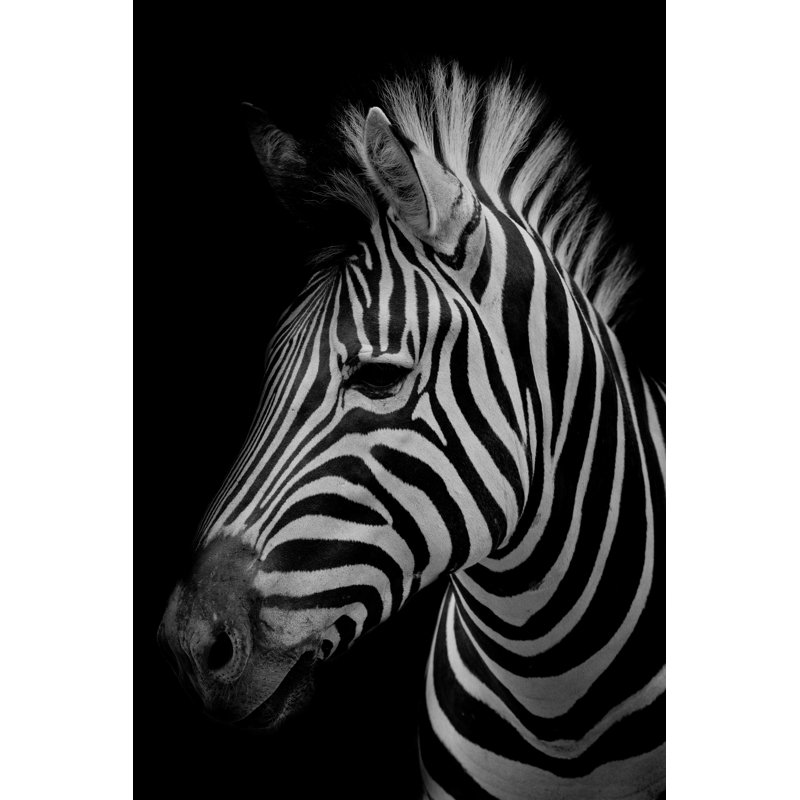 " Zebra Side Portrait ", 36" H x 24" W