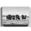 Herd Photographic - Wrapped Canvas-19091107