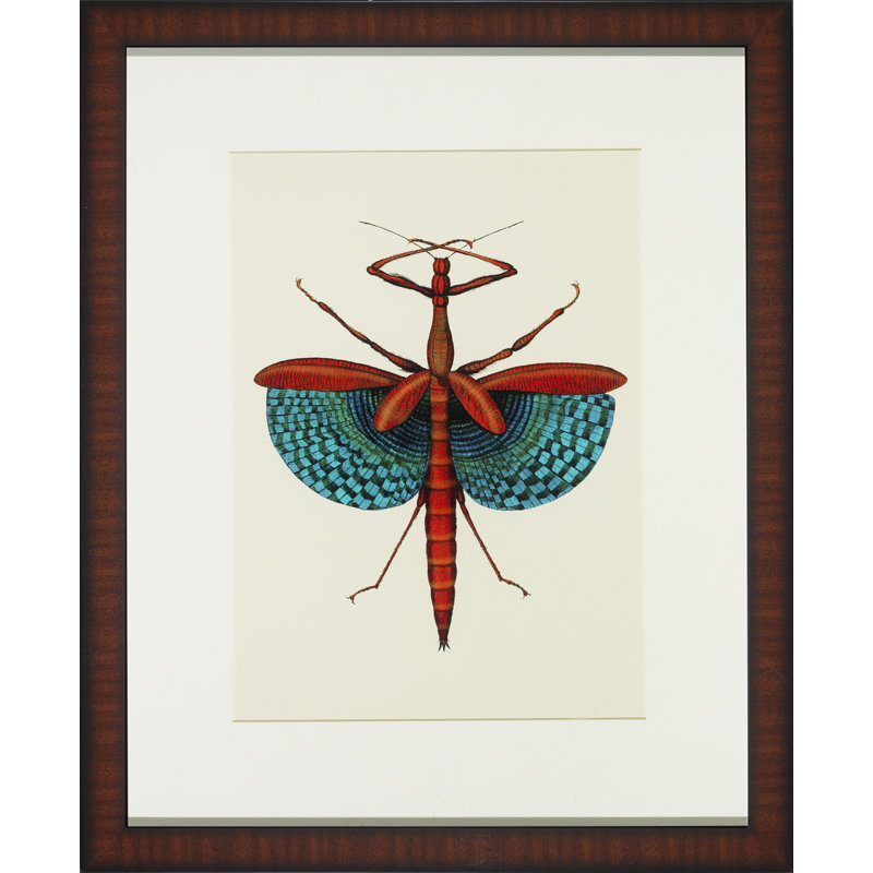 Tropical Insect III Print
