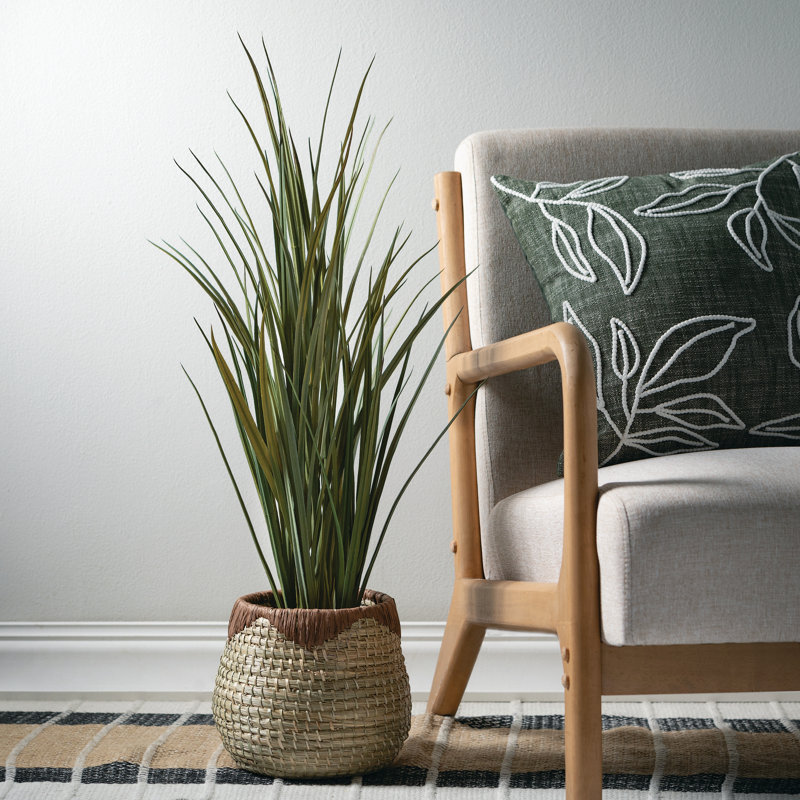 Herbe en pot en faux oignon
