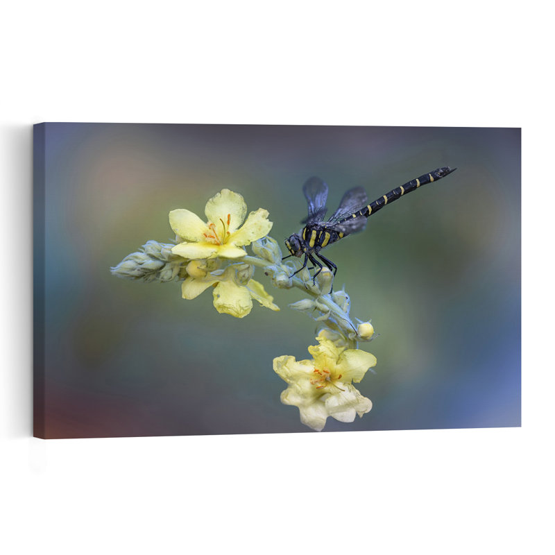 Striped Dragonfly On Mullein Delicate Vibrant Dragonfly Flower Nature Wall Art Print 1 Piece Wrapped Canvas Wall Art