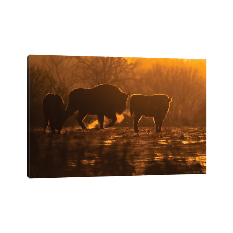 Bison 1 Piece Wrapped Canvas Wall Art, 20.32 cm H x 30.48 cm W