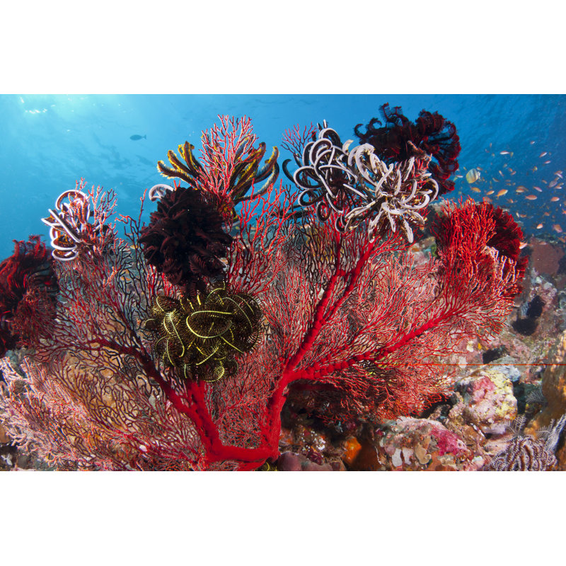 Colourful Corals - Wrapped Canvas Print, 81cm H x 122cm W