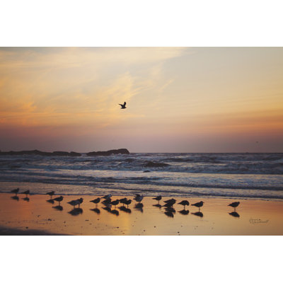 Kalaloch Birds III