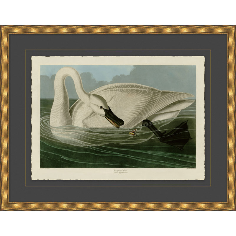 Cygne trompette