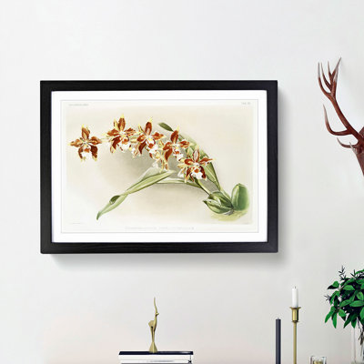 Magnolia Flowers Illustration Tab. 33 by Frederick Sander - Picture Frame Painting Print
