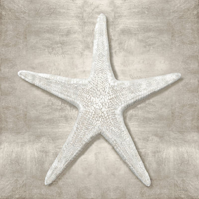 Pewter Seashells III by Amber Sterling
