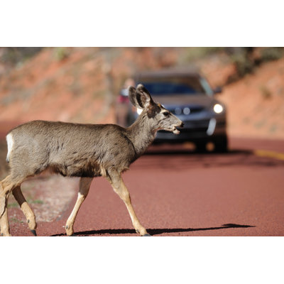 Un cerf traversant une route, par 4Fr